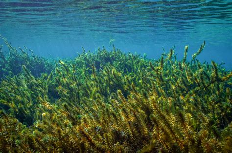 Hydrilla Verticillata: Nature's Most Nutrient-Dense Green Superfood