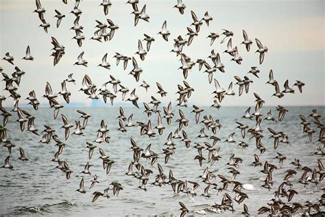 Flock of Dunlin Photograph by Karol Livote - Pixels