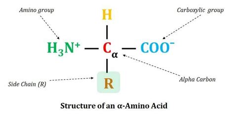 Amino Acid: Structure and Functions (Biochemistry Short Notes) | EasyBiologyClass