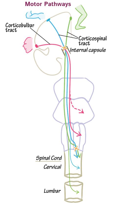 Neuroanatomy Glossary: Corticospinal tract | ditki medical & biological ...