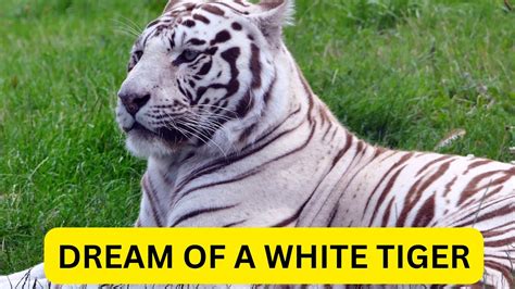 Dream Of A White Tiger - Meaning & Interpretation
