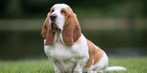 15 Best Dog Breeds With Floppy Ears – Basset, Beagle & More!