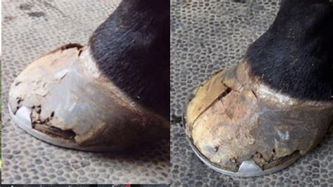 Horse Hoof Care - How Important is A Perfectly Balanced Hoof Trim? - YouTube