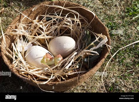 Dinosaur hatching hi-res stock photography and images - Alamy