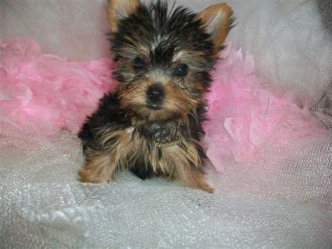 Five Things You Didn't Know about the Teacup Yorkie Poo