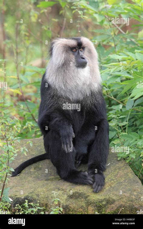 Beard monkey Stock Photo - Alamy