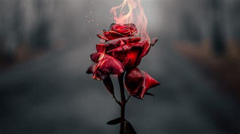 HD wallpaper: Artistic, Rose | Wallpaper Flare