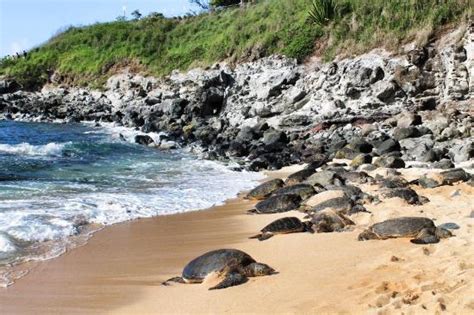 Turtles, turtles, turtles!!! - Ho'okipa Beach Park, Paia Traveller Reviews - Tripadvisor