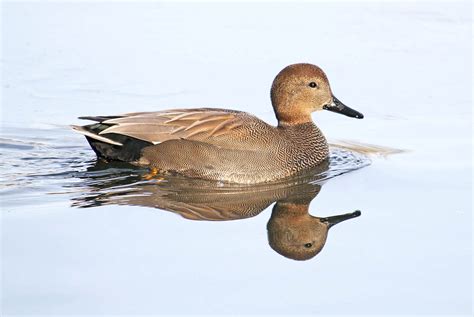 Nature Conservation Imaging - Page Redirection