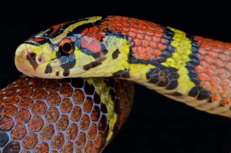 The Chapa ratsnake (Archelaphe bella chapaensis) is a secretive, semi-fossorial and rarely seen ...