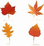 Image 1182866: Vibrantly colored autumn leaves wallpaper from Crestock Stock Photos