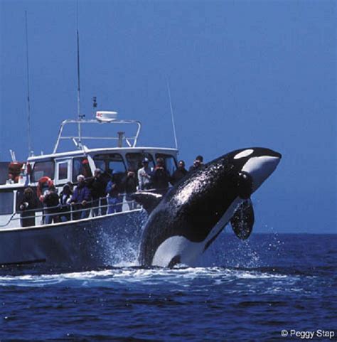 Orcas, Beautiful Creatures, Animals Beautiful, Monterey Bay California ...