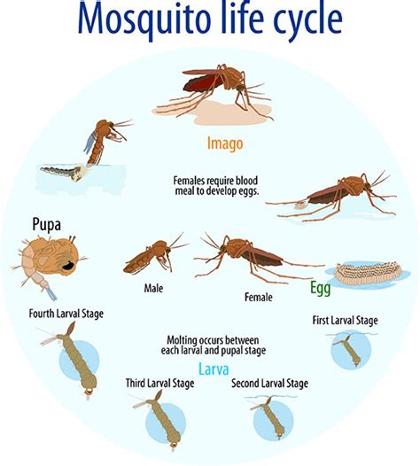 Mosquito 101 | St Tammany Mosquito Abatement