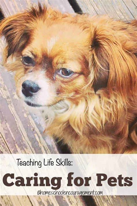 Teaching Life Skills: Caring for Pets