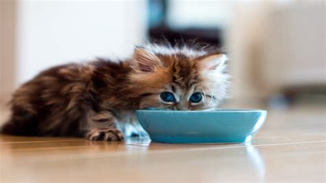 Best kitten food 2024 for healthy kitty nutrition and growth | PetsRadar