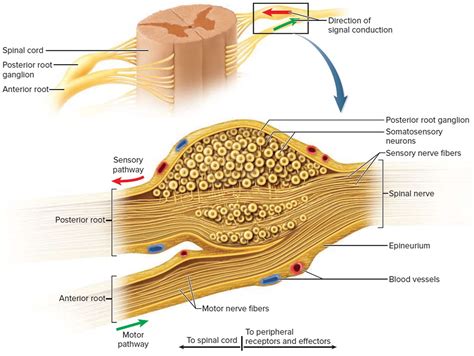 Spinal Cord Anatomy - Parts and Spinal Cord Functions | Spinal cord ...