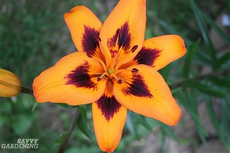 Types of Lilies: 8 Beautiful, Cold-hardy Choices for the Garden