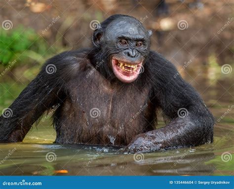 Smiling Bonobo in the Water. Natural Habitat. the Bonobo Pan Paniscus, Called the Pygmy ...