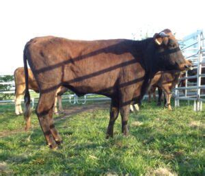 Brangus Cattle Characteristics, Uses & Origin