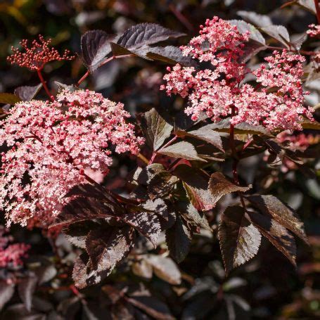 Sambucus 'Black Beauty' - Riverside Garden Centre