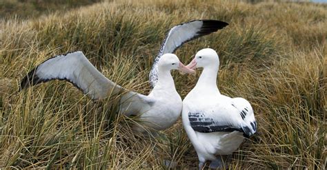 10 Incredible Albatross Facts - IMP WORLD