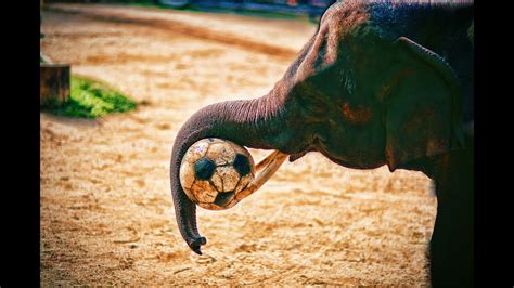 Baby Elephants Playing Soccer