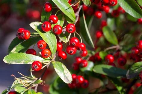 Common Wild Red Berries of Texas - Growers Gathering