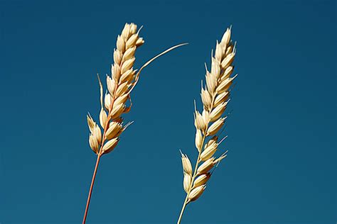 Wheat Against A Blue Sky Background, Grain, Luck, Rice Background Image ...