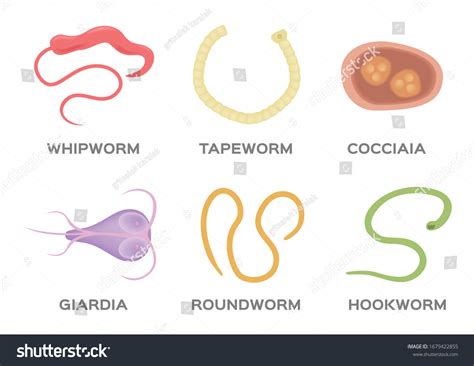 Roundworms Vs Tapeworms In Cats