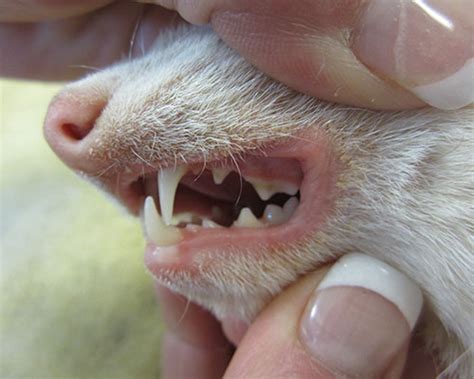 Dental Problems in Ferrets - Veterinary Medicine at Illinois