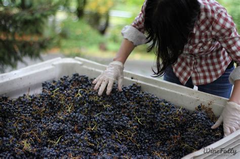 When is Wine Harvest Season? | Wine Folly