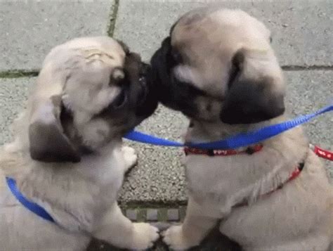 Puppies Licking GIF - Find & Share on GIPHY