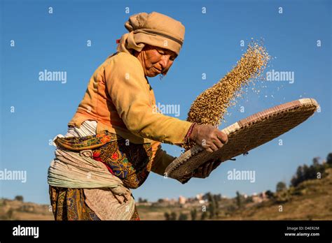 Winnowing hi-res stock photography and images - Alamy