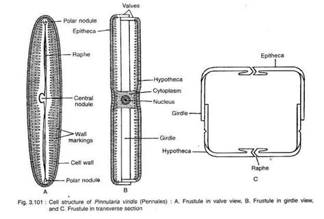 Cell Structure of Pinnularia Viridis | Diatom, Cell structure, Marine biology