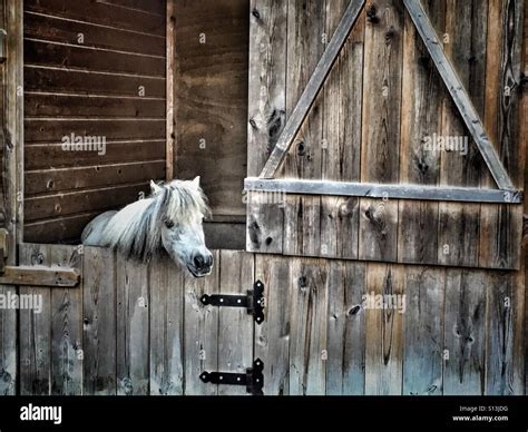 Falabella, miniature horse in stable Stock Photo - Alamy