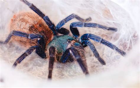 Green Bottle Blue Tarantula Care Guide and FAQs