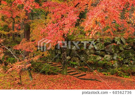 Echizen Daibutsu autumn leaves - Stock Photo [68562736] - PIXTA