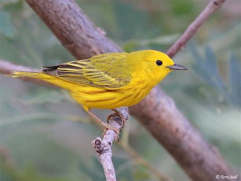 Yellow Warbler - South Dakota Birds and Birding