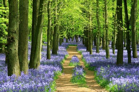 Top 5 places to see Bluebell Woods in England - WORLD WANDERING KIWI