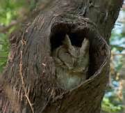 The Indian Owl with the scientific name as Bubo bengalensis is large ...