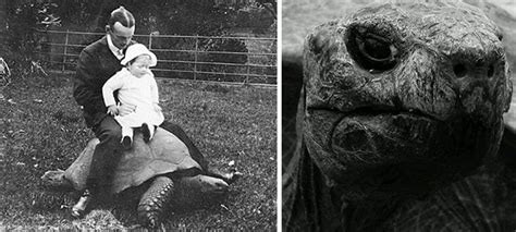 Jonathan The Tortoise Photographed In 1902 And Today | Bored Panda