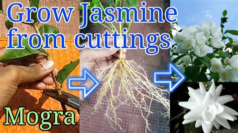 How to grow Jasmine from cuttings - YouTube