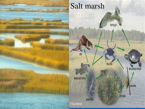 PPT - Do Now: What happens to water when salt and fresh water mix ...