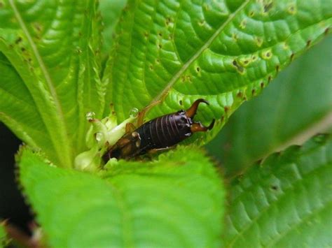 Earwigs: How to Get Rid of Earwigs or "Pincher Bugs" | The Old Farmer's ...