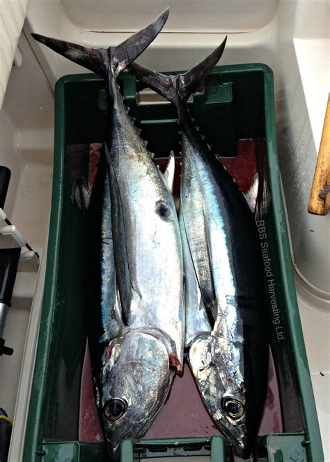 Albacore Tuna | RBS Seafood Harvesting | Sushi Grade | Thunnus Alalunga ...