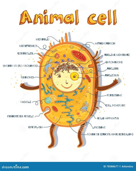 Anatomy Of The Lysosome. Vector Diagram For Medical Use | CartoonDealer.com #103816594