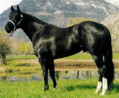 Accent Ranch | Appaloosa Quarter Horse Norwegian Fjord Stallion