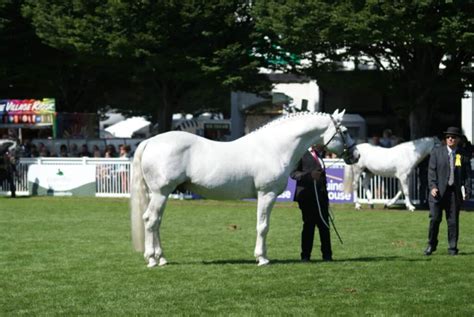 The Irish Draught Horse-A Part of Irish History. – Irish Sport Horse ...