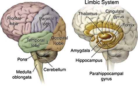 Fornix Function The commissure of the fornix also serves to connect the two