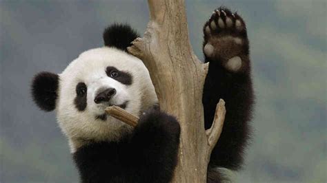 Panda cub waving from a tree at China's Wolong Nature Reserve. Pandas are the only bears that ...